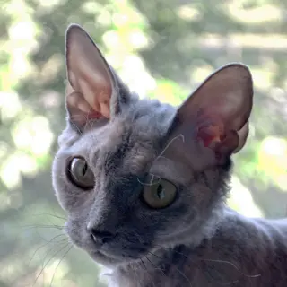 Devon Rex