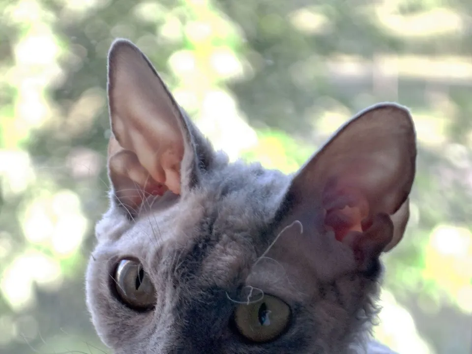 Devon Rex