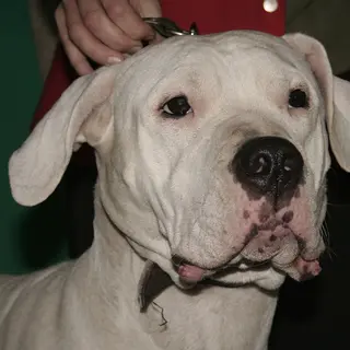 Dogo Argentino