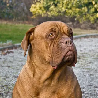 Dogue de Bordeaux