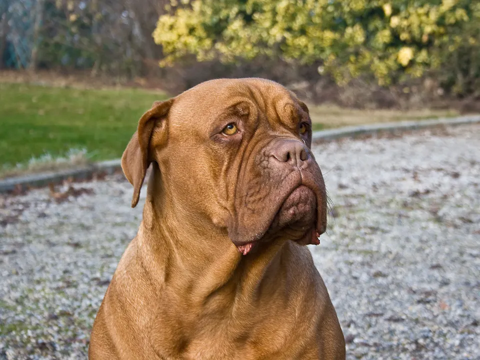 Dogue de Bordeaux