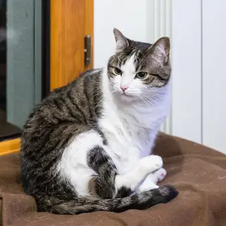 Domestic Shorthair