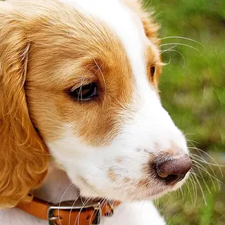 English Cocker Spaniel