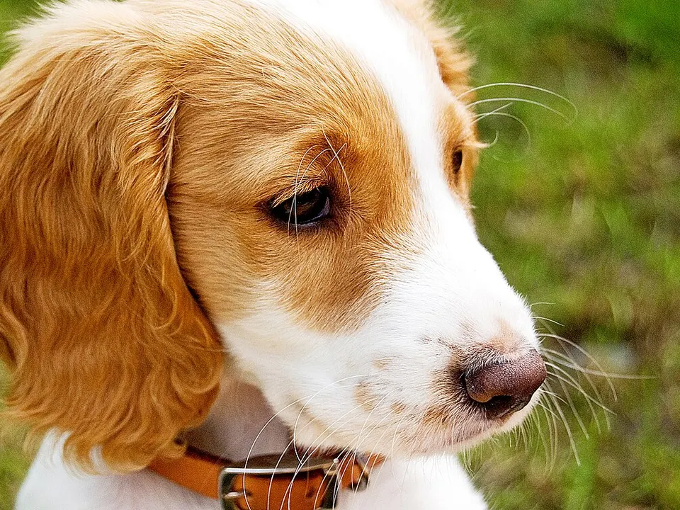 English Cocker Spaniel
