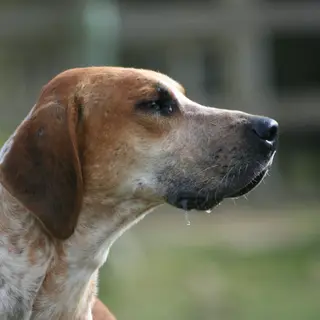 English Foxhound