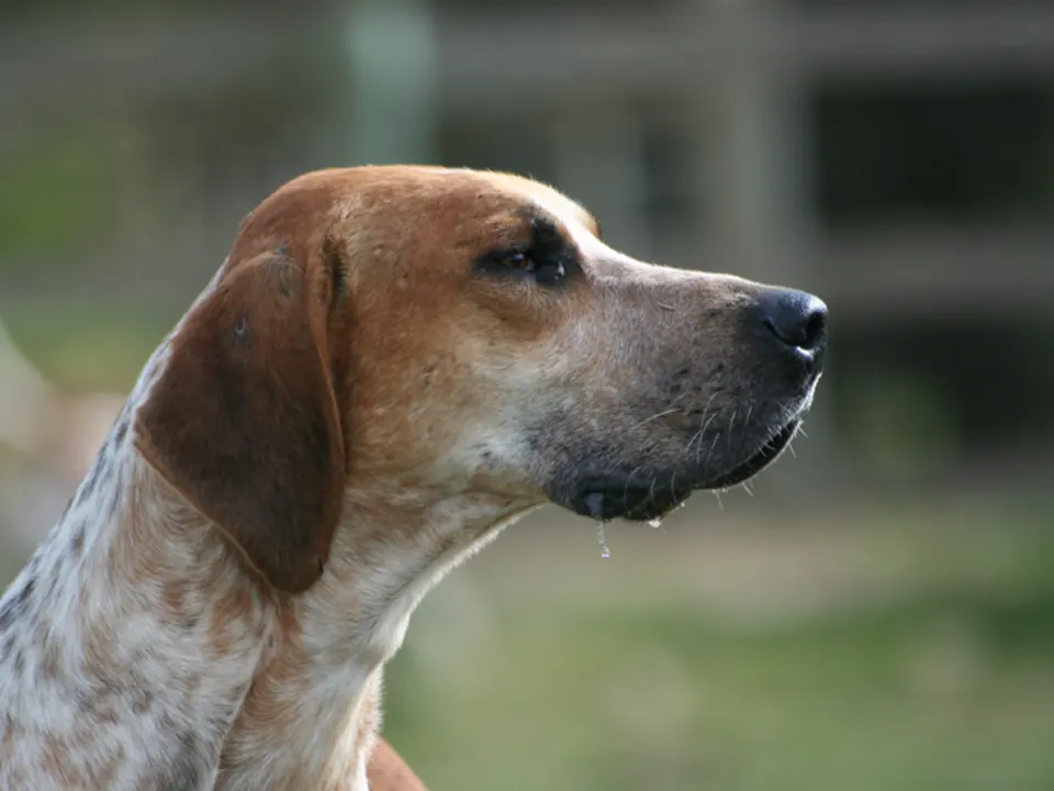 English Foxhound