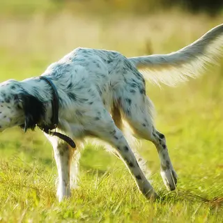 English Setter