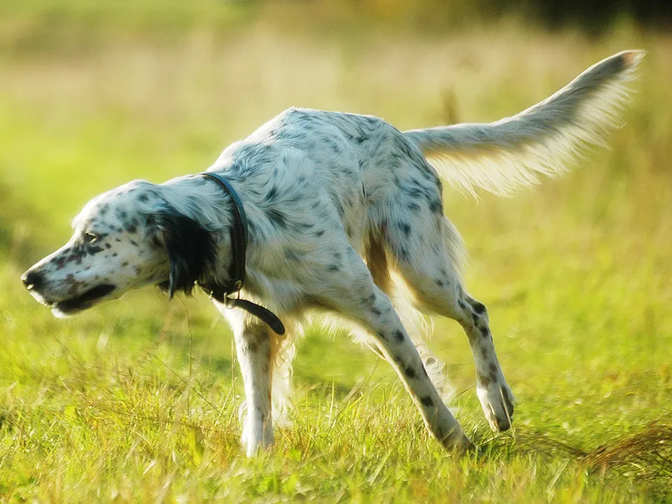 English Setter