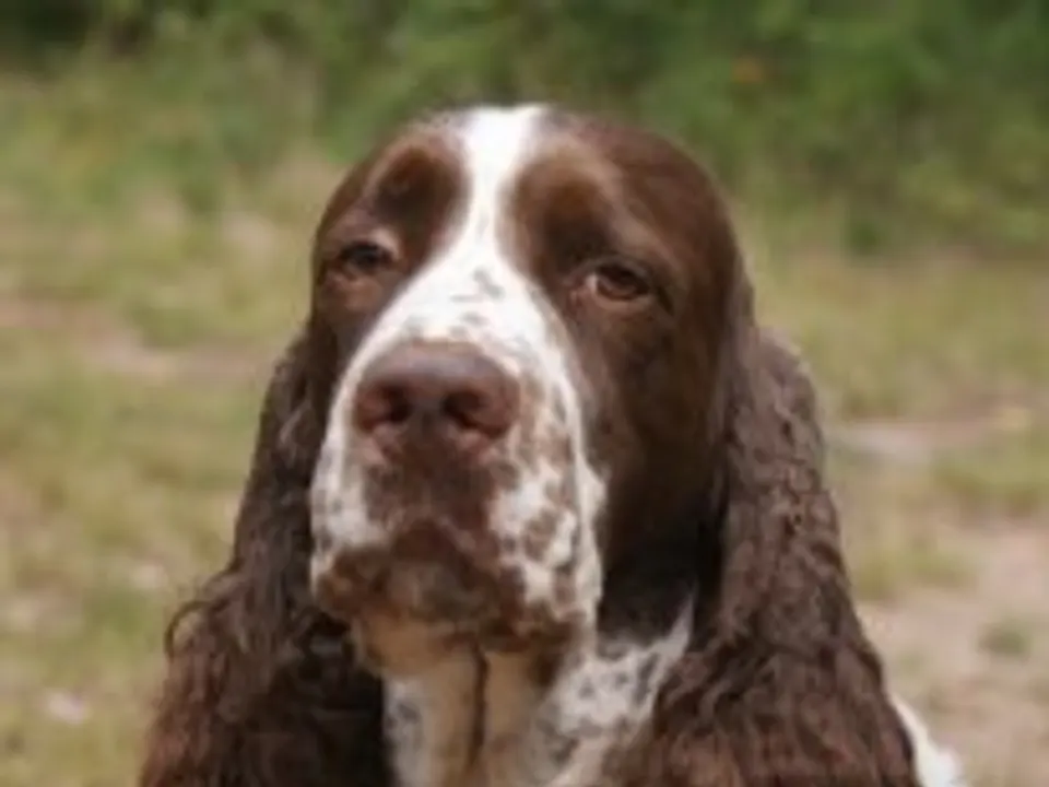 English Springer Spaniel