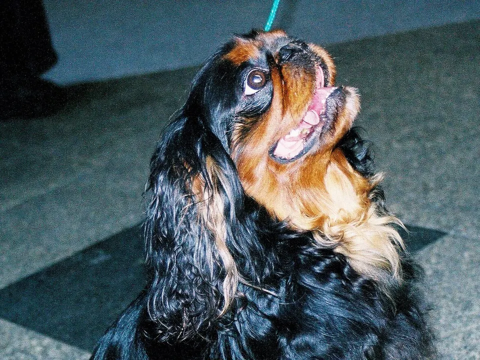 English Toy Spaniel