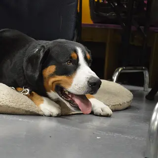 Entlebucher Mountain Dog