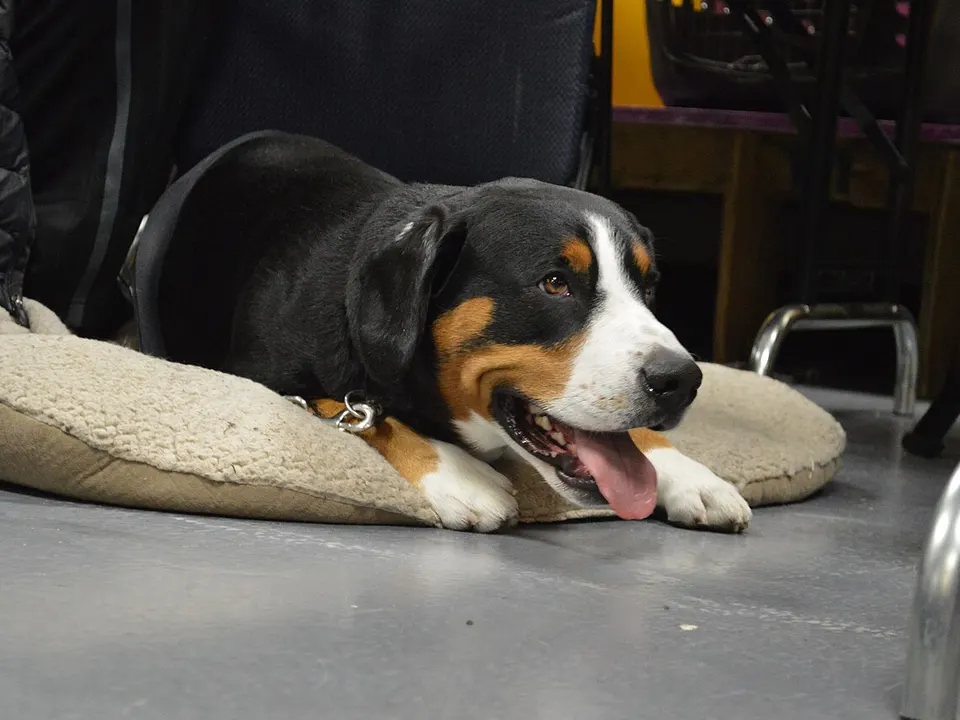 Entlebucher Mountain Dog