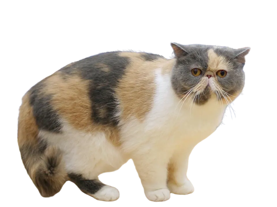 Exotic Shorthair