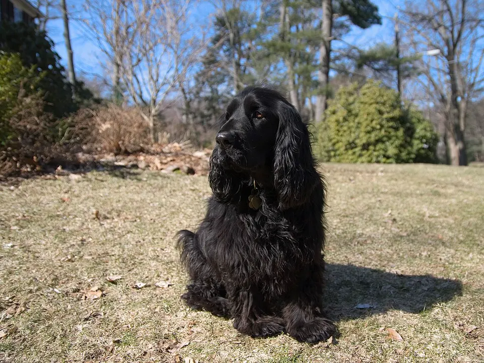 Field Spaniel