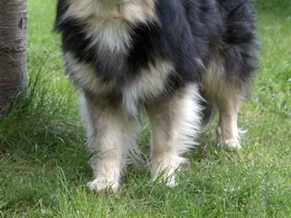 Finnish Lapphund