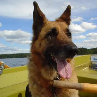 German Shepherd Dog