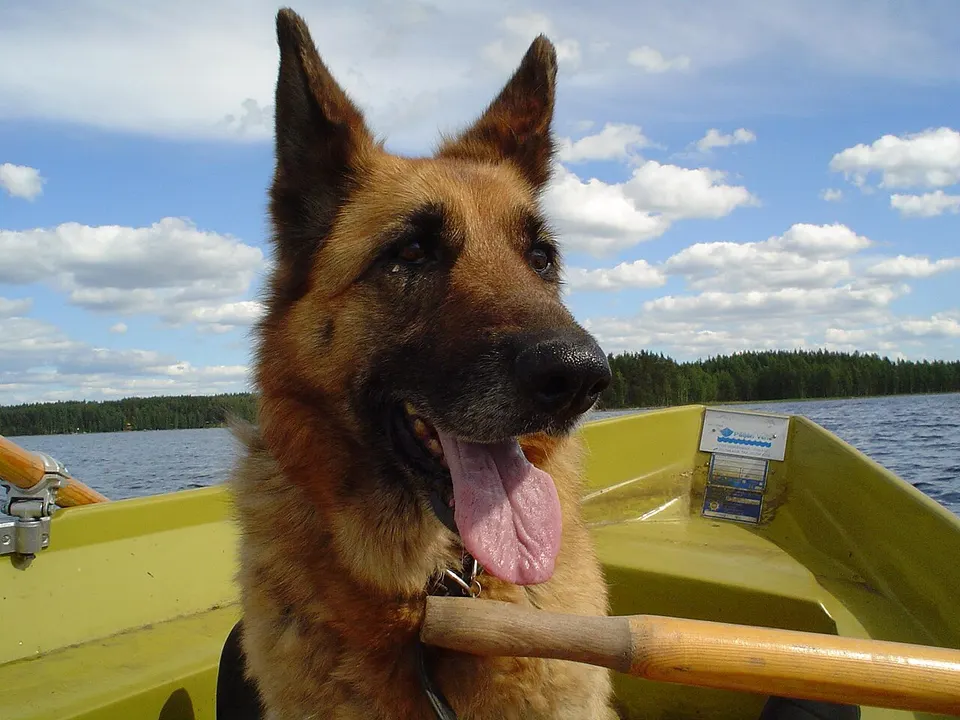German Shepherd Dog