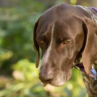German Shorthaired Pointer