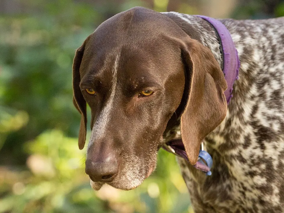 German Shorthaired Pointer