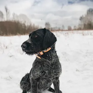 German Wirehaired Pointer