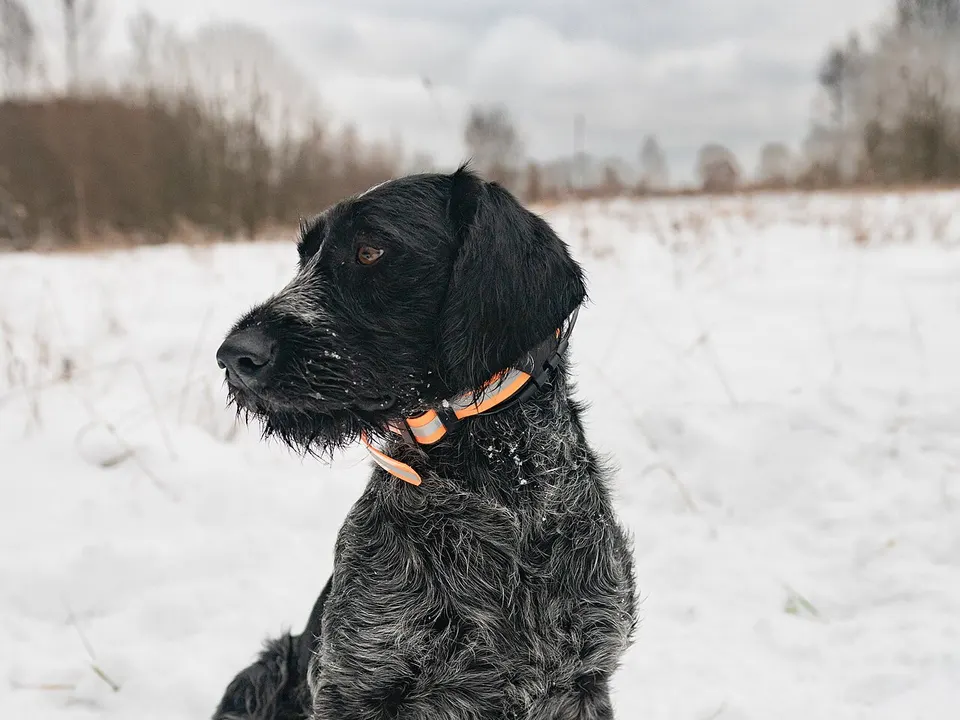 German Wirehaired Pointer