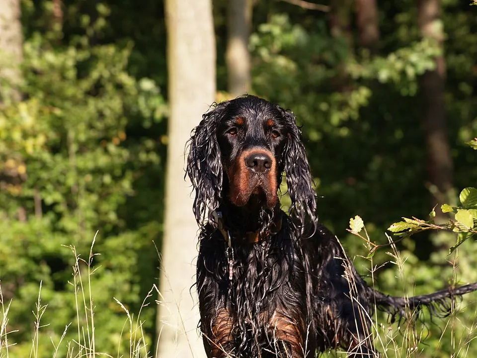 Gordon Setter