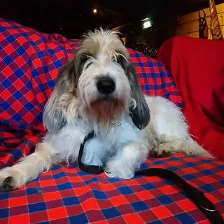 Grand Basset Griffon Vendéen