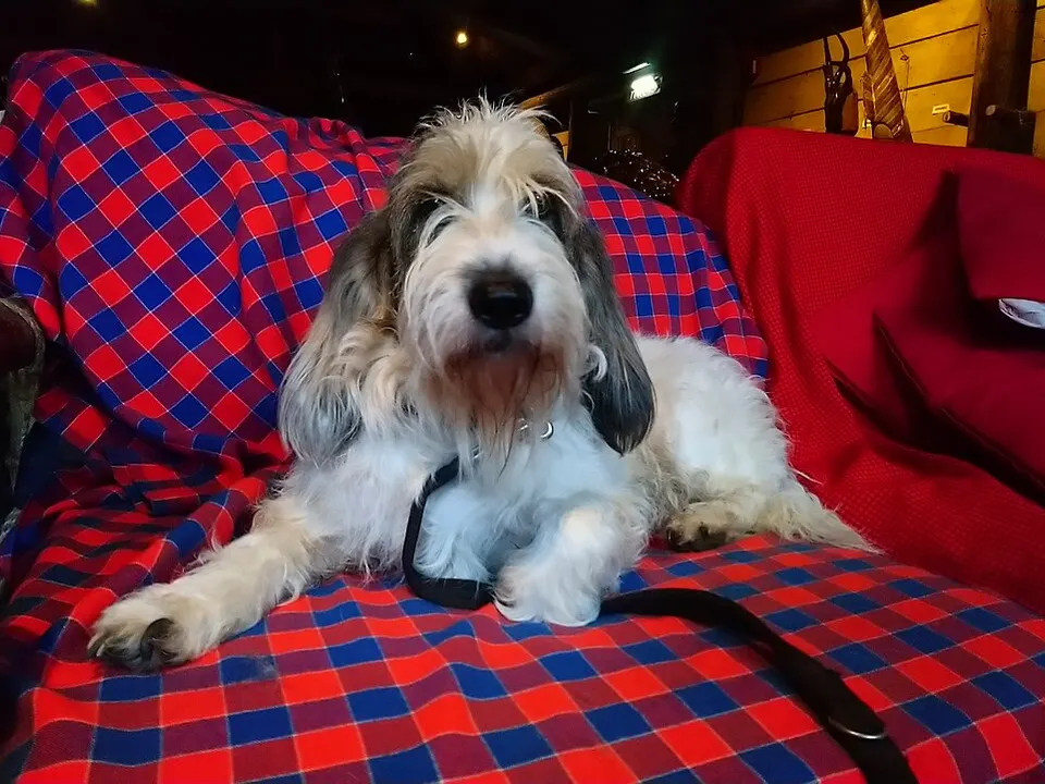 Grand Basset Griffon Vendéen