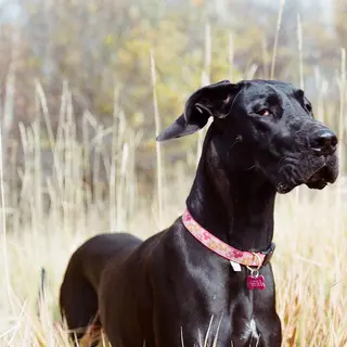 Great Dane