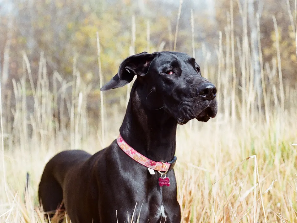 Great Dane