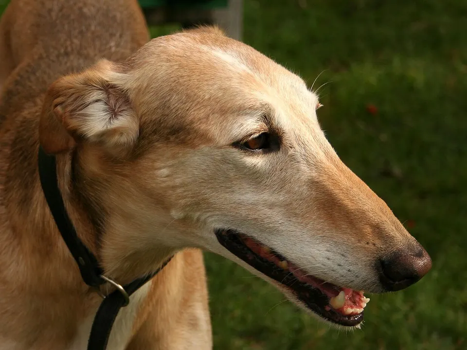 Greyhound