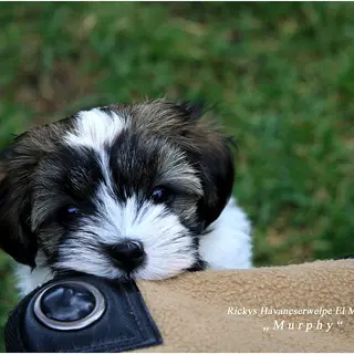 Havanese