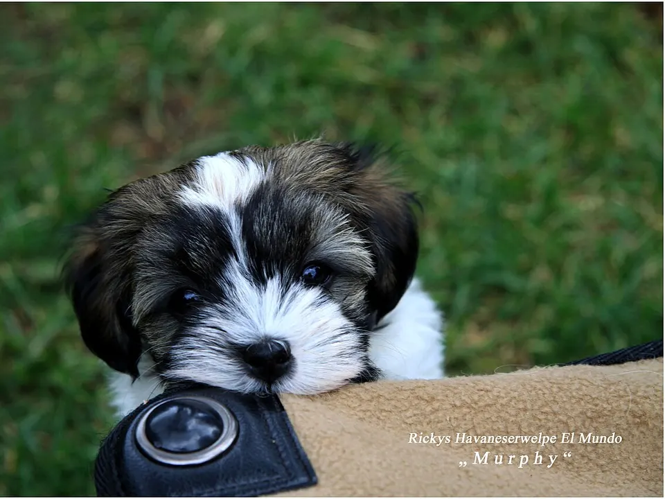 Havanese