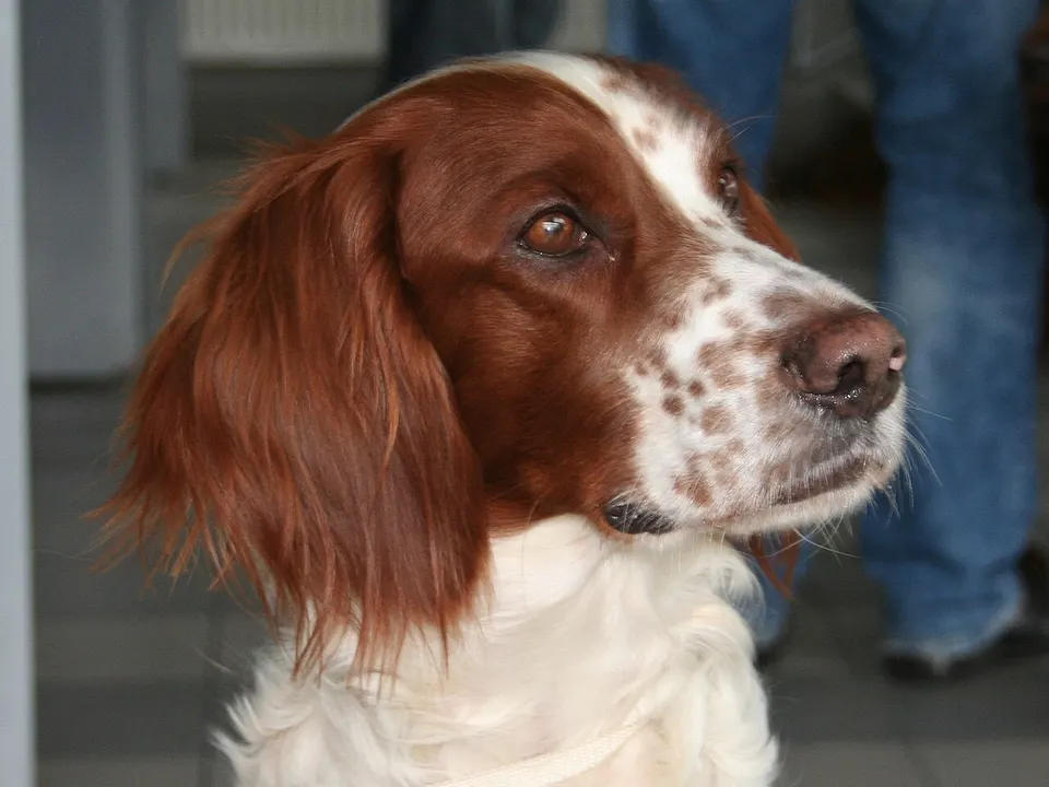 Irish Red and White Setter