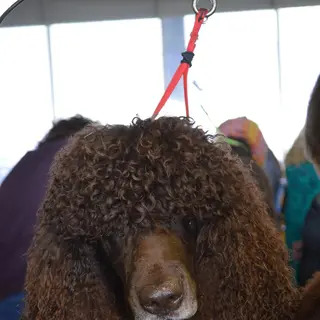 Irish Water Spaniel