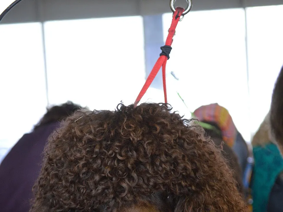Irish Water Spaniel