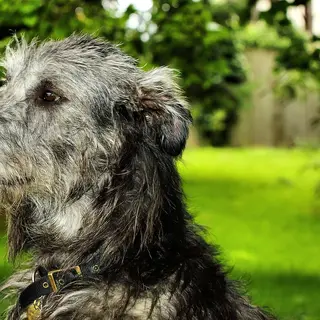 Irish Wolfhound