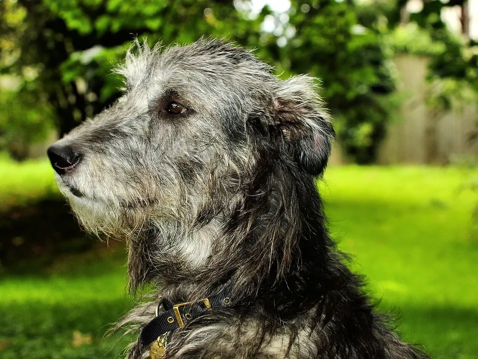 Irish Wolfhound