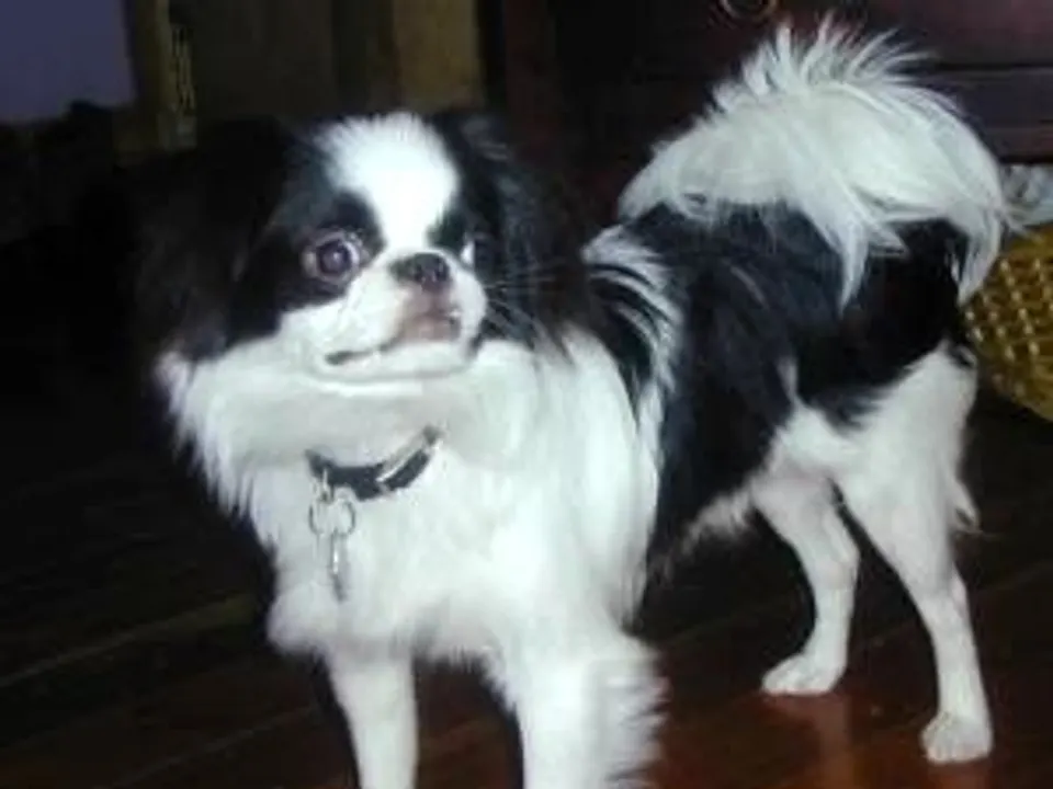 Japanese Chin