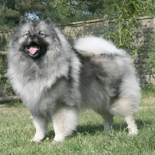 Keeshond