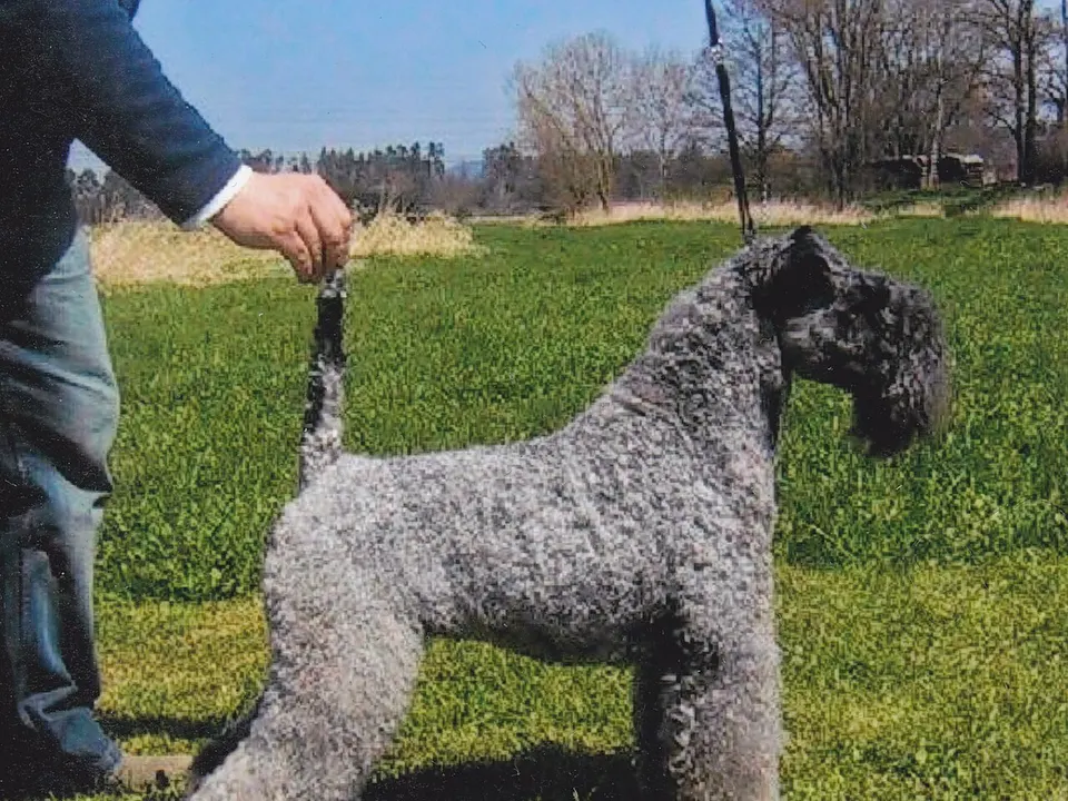Kerry Blue Terrier