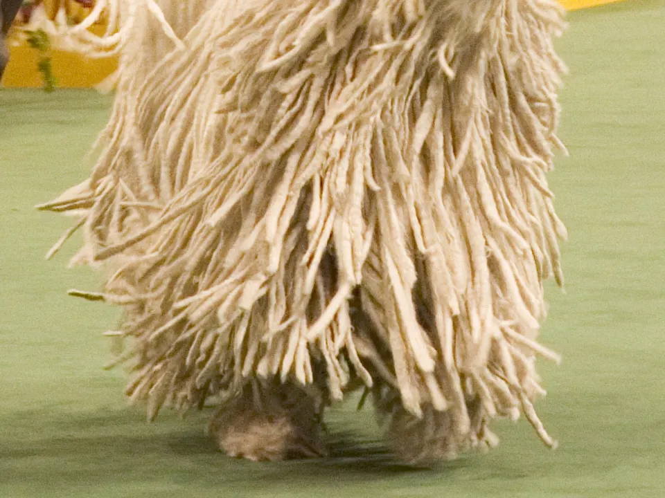 Komondor