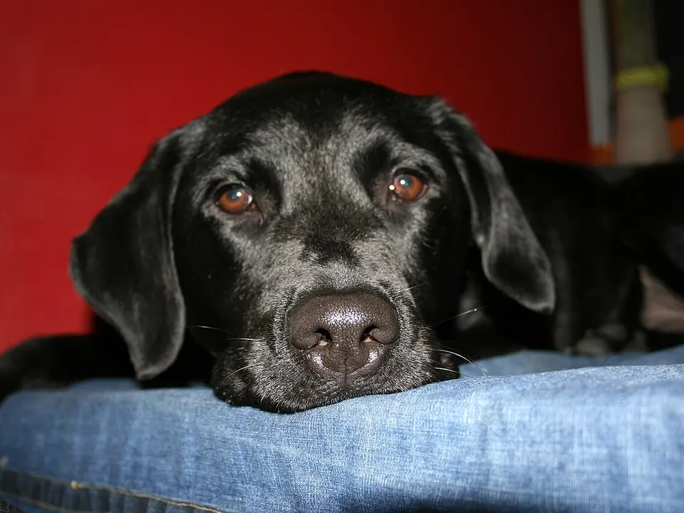 Labrador Retriever