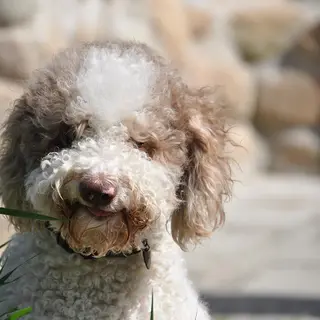 Lagotto Romagnolo