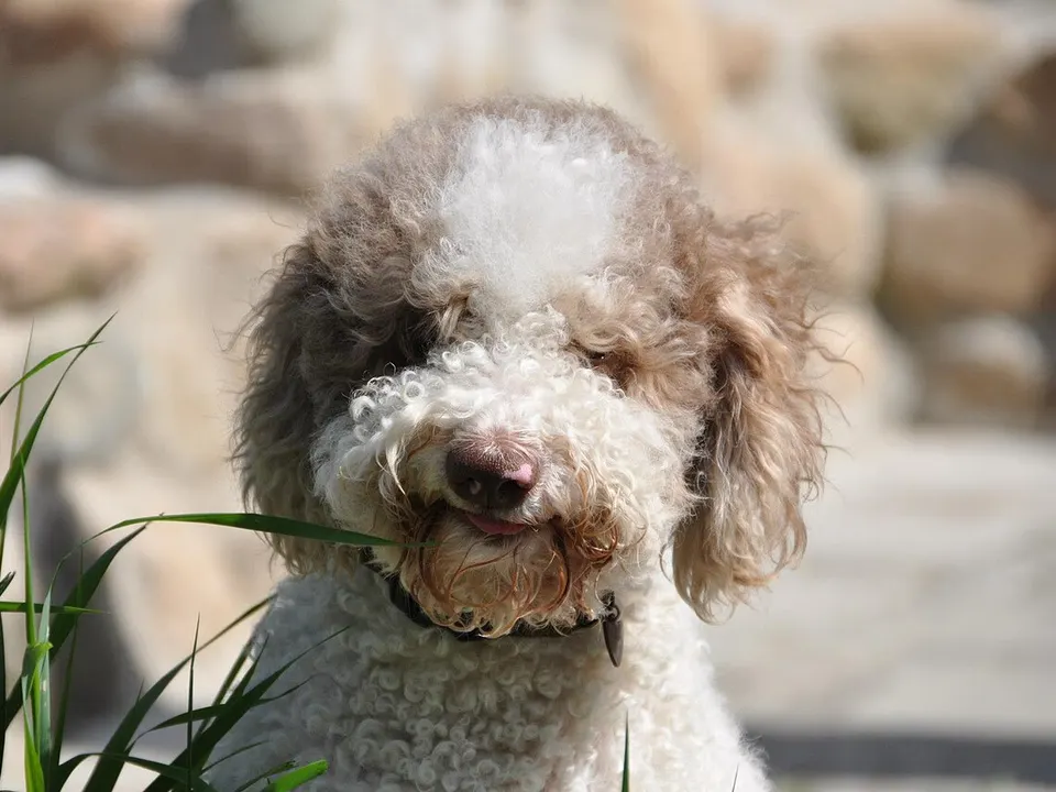 Lagotto Romagnolo
