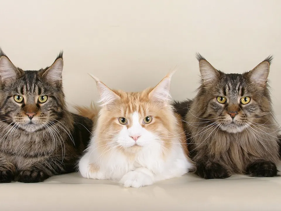 Maine Coon