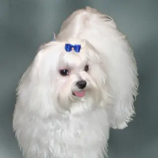 Maltese