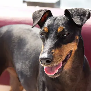 Manchester Terrier (Standard)