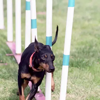 Manchester Terrier (Toy)