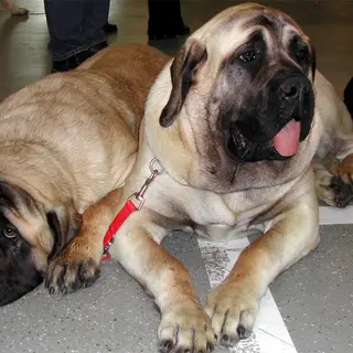 Mastiff